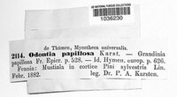 Xylodon papillosus image